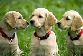Ciao Au, hallo Wau! – Tipps gegen Arthrose bei Hunden zum Tag des Hundes am 2. Juni