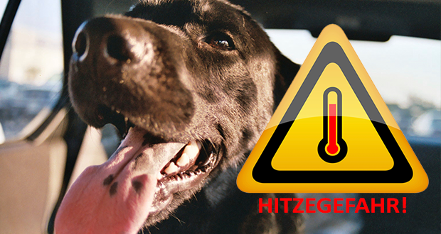Hitzefalle Auto – Lassen Sie Ihren Hund an heißen Tagen niemals allein im Wagen zurück!