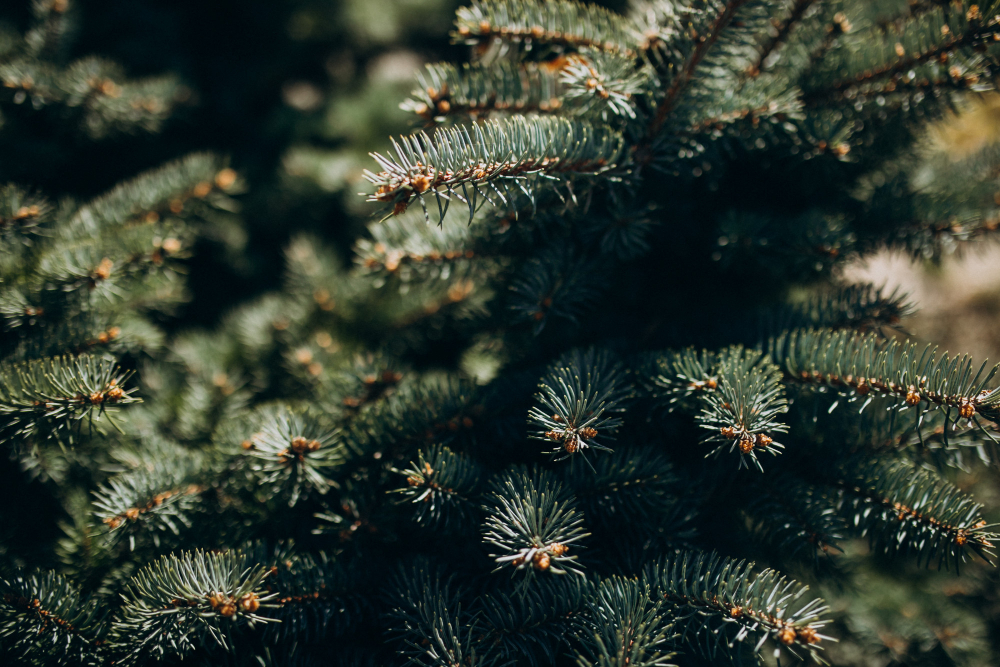 Natur statt Plastik – So nachhaltig sind echte und Plastik- Weihnachtsbäume