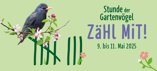 „Stunde der Gartenvögel“ – Vom 9. bis 11. Mai ruft der NABU wieder zur großen Volkszählung bei unseren gefiederten Nachbarn